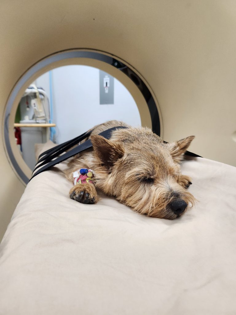 CT stands for Cute Terrier, right? Rufous certainly fits the bill!